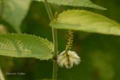Tragia muelleriana var. unicolor